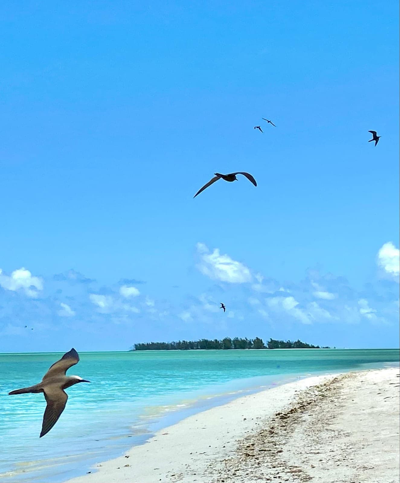 Île aux Cocos Excursion with Les Inséparables